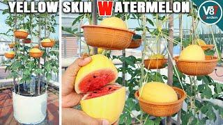 How to Grow Watermelon in a Container to Produce Multiple Fruits