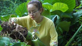 Harvesting ginseng roots and vegetables going to the market by bicycle