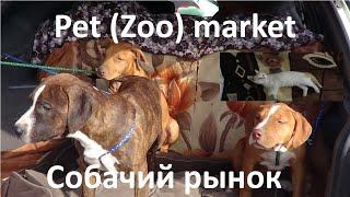 Собачий рынок в Бишкеке / Pet Market  in Bishkek.  #dogbazar #dogmarket #dogrinok