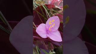 purple  plant #balconygarden #shortsfeed #purpleheartplant#nature