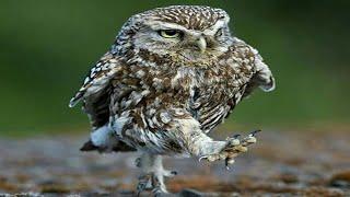 Owl - A Funny Owls And Cute Owls    