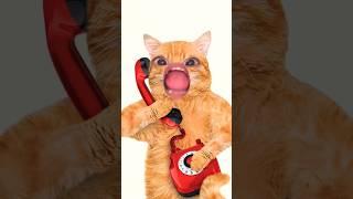 papa not home  #cute #cat #funny #comedy #catvideos
