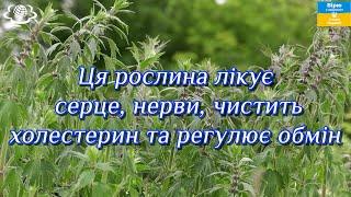 Ця рослина лікує серце, нерви, чистить холестерин, регулює обмін