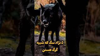 سگ های بزرگ شبیه گرگ وحشی #shorts#wolf #دانستنی #سگ #شورت