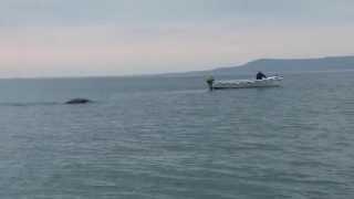 Monster in Lough Foyle!