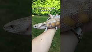 Skink obsession