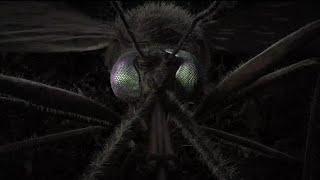 It’s Mosquito Week