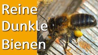 Watch, buy and learn to love pure dark european bees - Apis mellifera mellifera