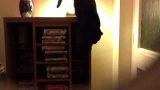 A black crazy cat jumping down for food