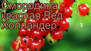 Смородина красная Ред Холландер (ribes rubrum)  обзор: как сажать, саженцы смородины Ред Холландер