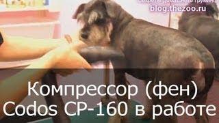 Сушка шерсти цвергшнауцера компрессором (феном) Codos CP 160