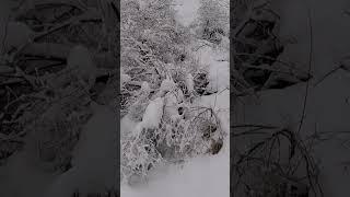 KARDA TAVŞAN AVI HARE HUNTİNG #hunting #hunter #mountains #avcılar #keklikavı