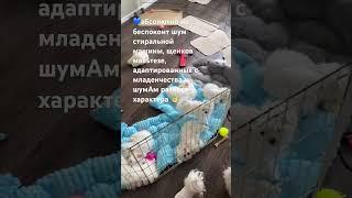 Щенки мальтезе залюбленные и адаптированныевоспитанные идеально