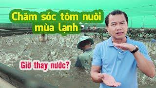 Bí quyết chăm sóc TÔM NUÔI hiệu quả cao trong mùa lạnh