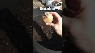 The EASIEST Way to Grow Potatoes at Home 