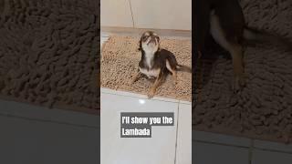 Chihuahua Dance Master: Learn Lambada Moves in Seconds! #dog #shorts #funny #viral #tiktok