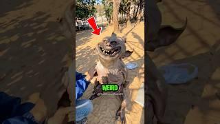Top 5 Weirdest-Looking Animals You Won’t Believe Exist! 