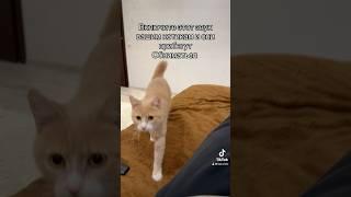 Звук для котиков