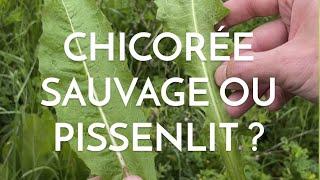 Chicorée sauvage ou pissenlit ?