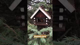 Animal care | домик для птичек и  для остальных  #mood #animals #animalcare #home