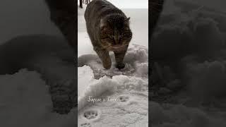 Вернулся из загула в марте #барсик #леснойкот #cat #cats