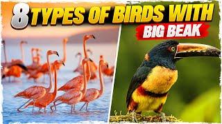 8 Types of Birds with Big Beak (with Pictures)