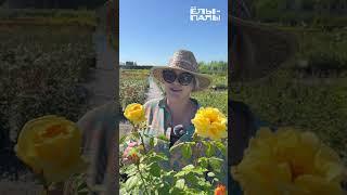 Обзор жёлтых роз флорибунда в питомнике ЁЛЫ ПАЛЫ
