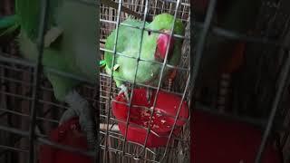 Mela tatkal# talking #$parrot #rap