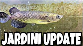 JARDINI UPDATE