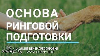 Главный секрет ринговой подготовки. Что нужно для успешного показа собаки в ринге?