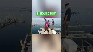 BAGAN KAMAL ‼️ STRIKE IKAN GT#fishing #strike #babygt