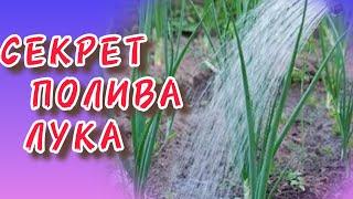 Секреты Полива лука. Правильный. Secrets of Watering onions. Correct.