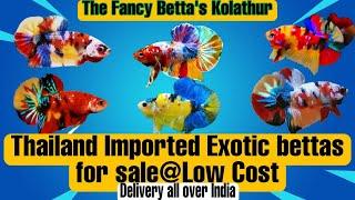 Thailand IMPORTED EXOTIC BETTAS FOR SALE@LOW COST | THE FANCY BETTA'S | KOLATHUR FISH MARKET | TAMIL