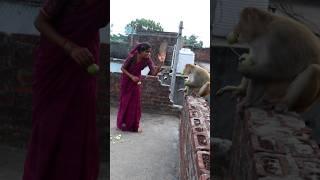 Raja babu best funny video  #funnyshorts #funnymonky #monkey #funny #cute