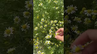 #chamomile