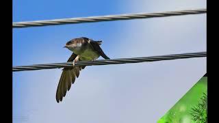 Птицы нашей деревни. Слайд-шоу. Photos of the birds from the countryside we live in.