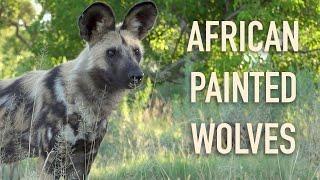 Ep. 18: African Painted Wolves | ROAM with Xtina Parks