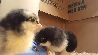 Baby chicks for kids