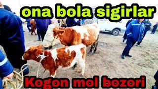 Kogon mol bozori ona bola sigirlar