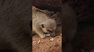 The Social Structure of Meerkats!