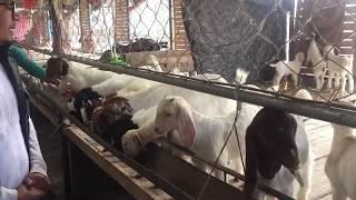 Boer goat kids production in Bangladesh at SR farm | goat farm bangladesh