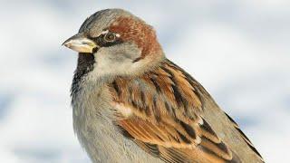 Воробей который живёт на берегу моря Passer domesticus растрепанный воробей