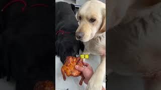 Dog: Are you sick? Give me the real deal?fast growth plan