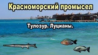 Красноморский промысел. Тилозур.  Луцианы.  Русская Рыбалка 3. (Russian Fishing)