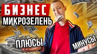 Открыл бизнес дома на 5000! Что имею сейчас?! Бизнес микрозелень!