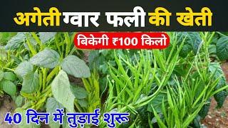 अगेती ग्वार फली की वैज्ञानिक खेती | Gwar ki kheti kaise Karen | Gawar bens farming A to Z in Hindi