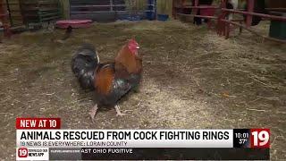 ‘It’s cruel’: Hundreds of roosters rescued from 3 cock fighting rings in Lorain and Huron