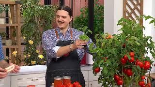 Roberta's 3-Piece Tomato Lover's Variety Pack Live Plants on QVC