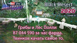 Грибы. Black Desert Фарм серебра 2020. Лучница. Лес Полли. Опыт нормально идет )