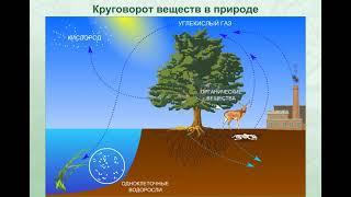 Круговорот веществ в природе